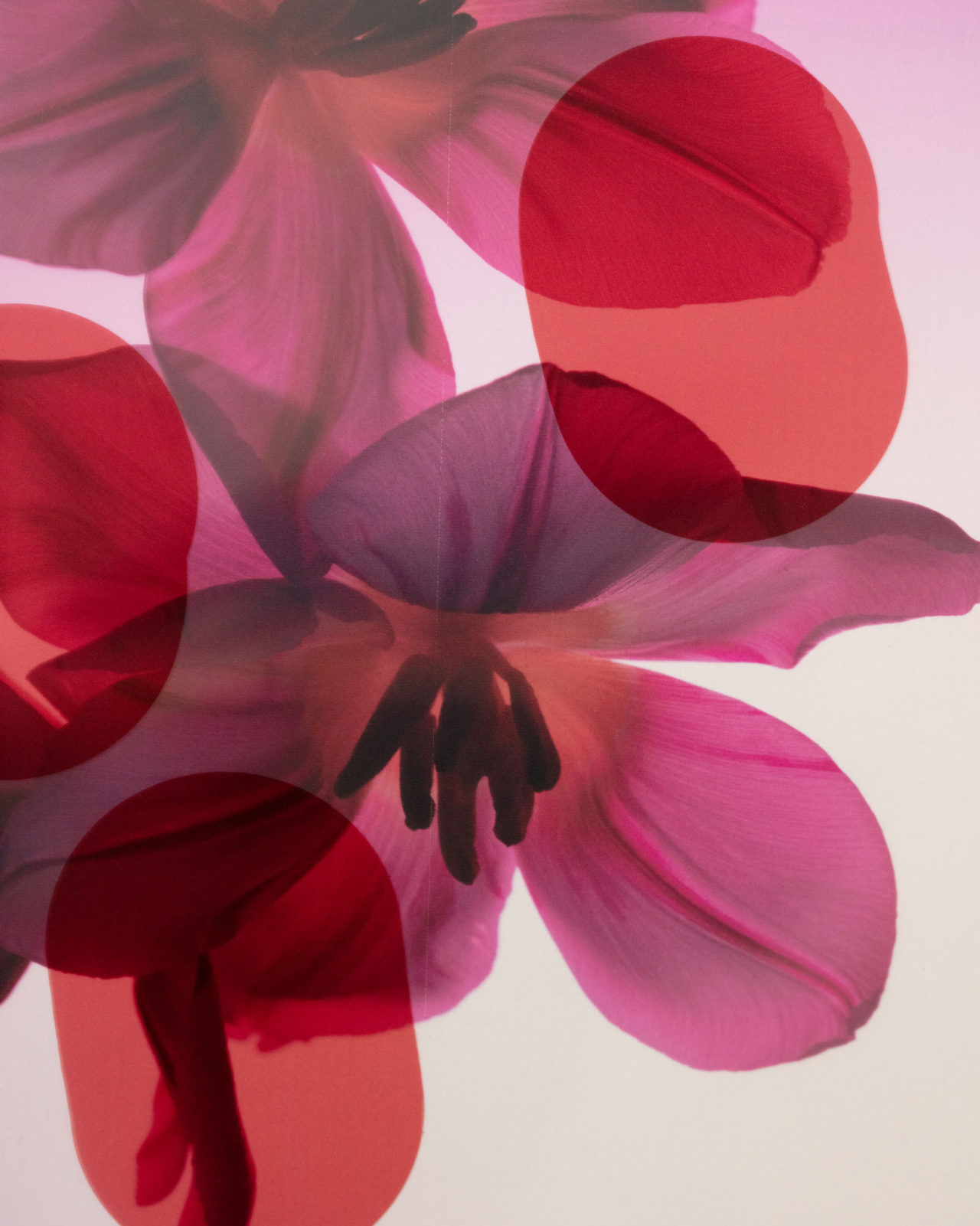 BEAUMONDE_PARIS_AGENCE_ARTISTE_PHOTOGRAPHE_LAURE_SEE_FLOWERS-1